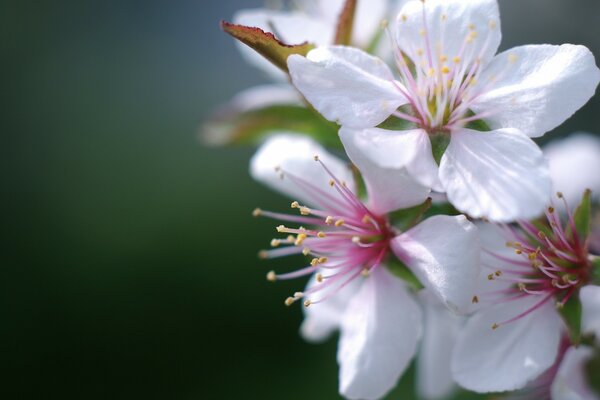 Gros plan de tournage de fleurs de cerisier