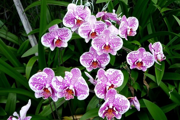 Fleurs d orchidées blanches lilas tachetées