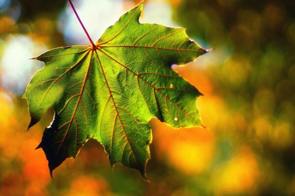Hoja de otoño macro fotografía de la naturaleza