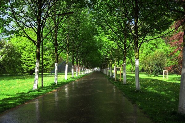 Il a plu sur l allée d été