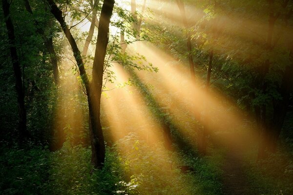 Sunlight passes through the foliage of the trees of the forest