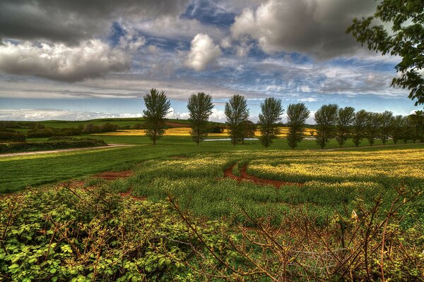 Nature field against the sky horizon trees