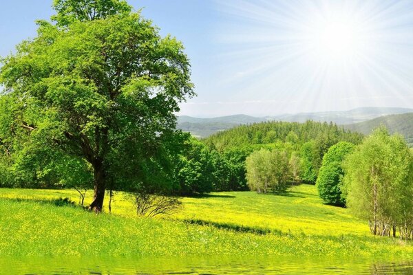 Arbre dans la Prairie sur fond de forêt sauvage