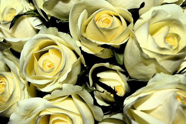 Bouquet chic de roses blanches