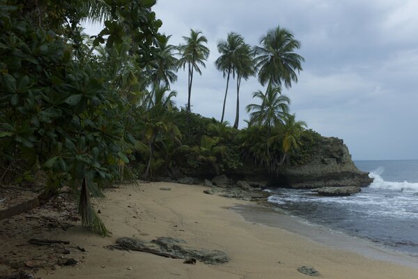 Seascape. Beach and palm trees