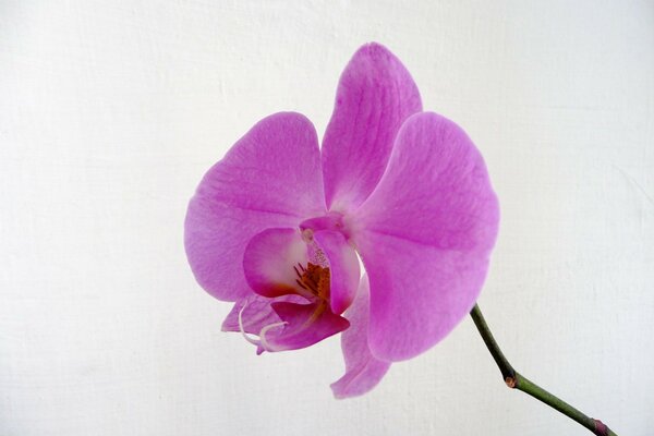 Orquídea con tallo sobre fondo blanco