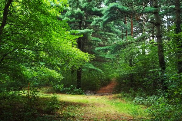 Nature forest clearing with trees