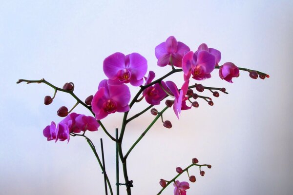 Phalaenopsis orchid on a white background