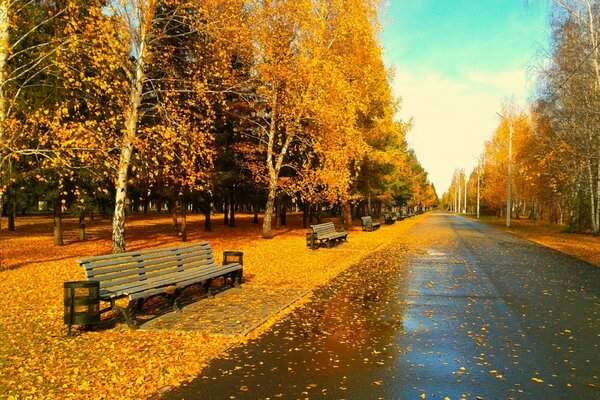 Benches and a road in a beautiful autumn forest