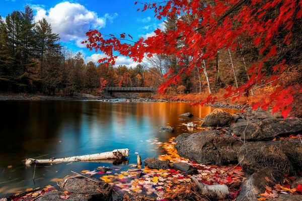 Otoño panorama bosque rojo se refleja en el agua