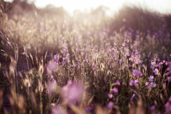 Delicate purple flowers in nature