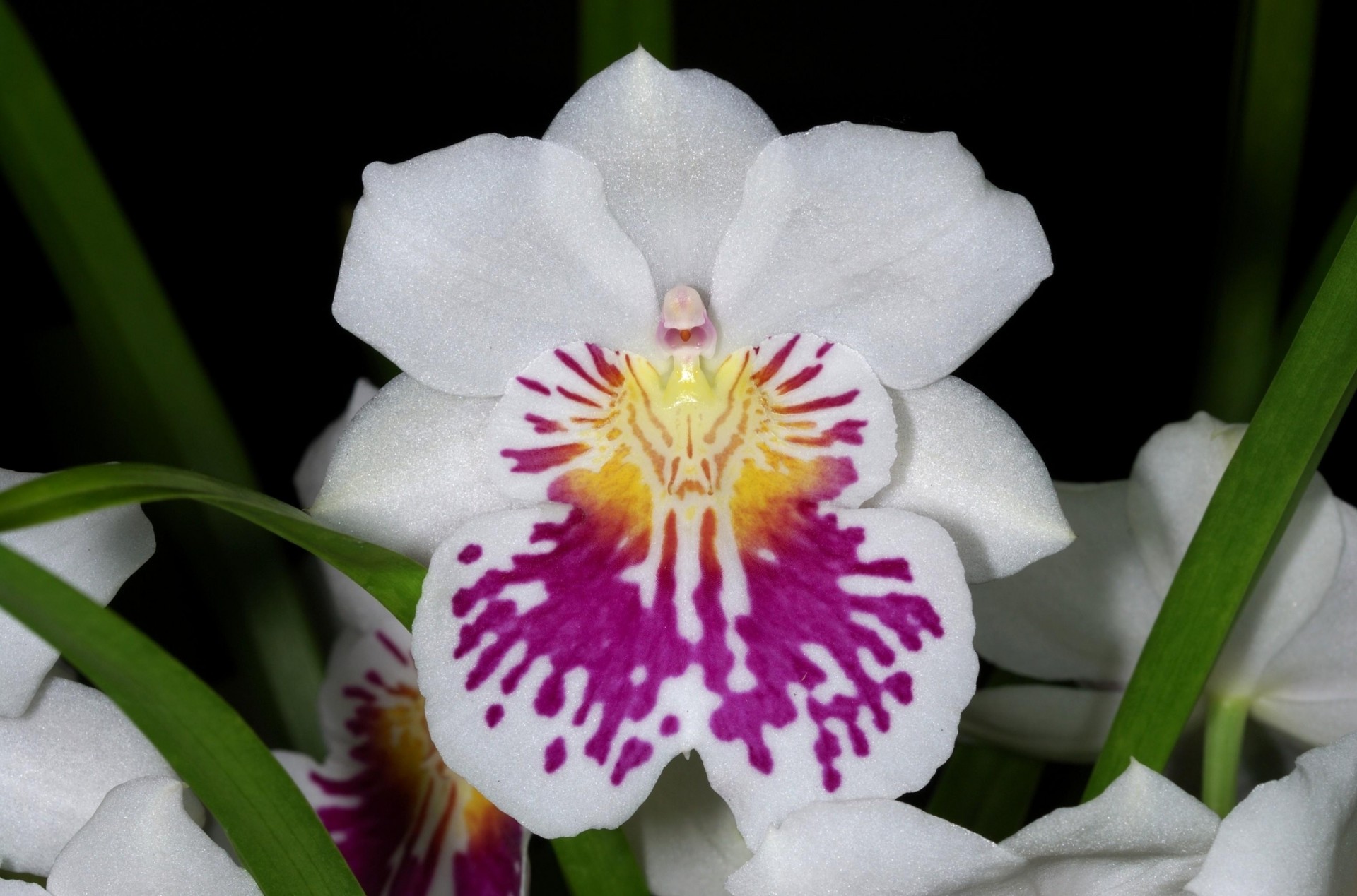 heet flower close up snow white black background orchid