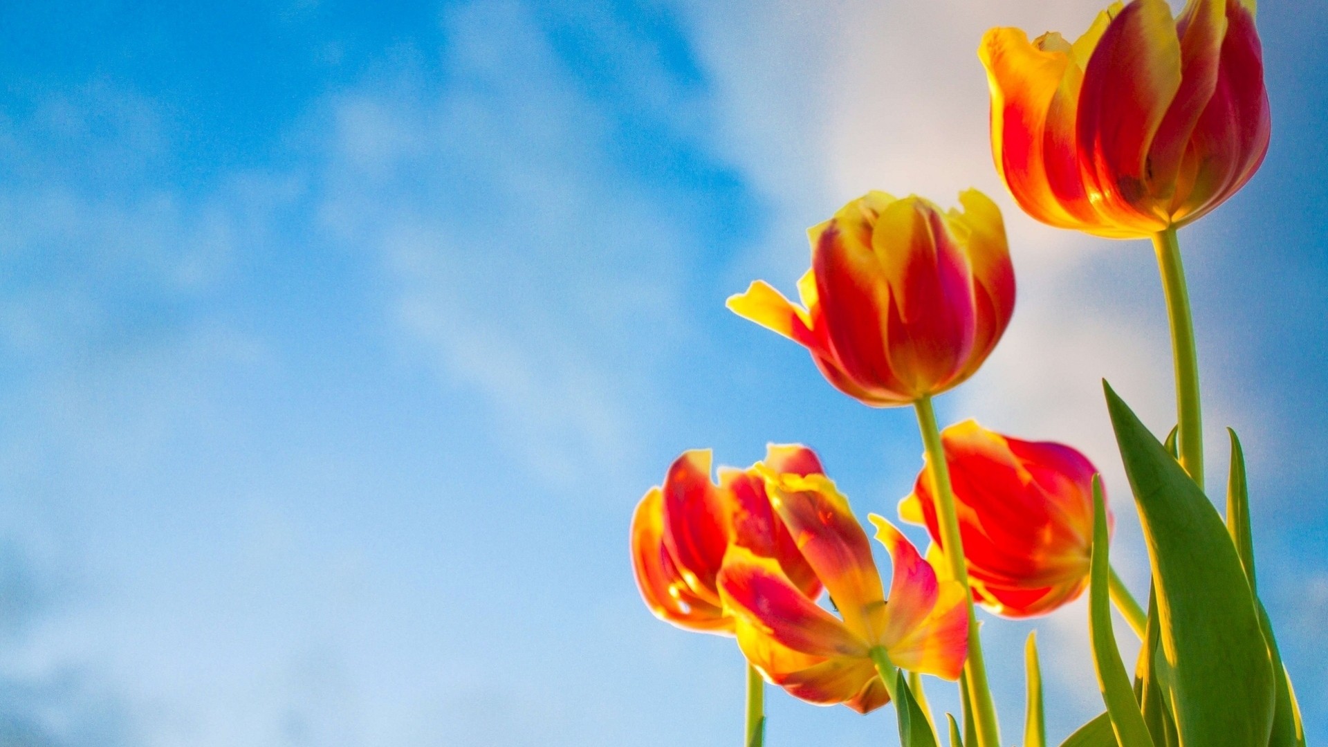 blumen vollbild widescreen hintergrund tapete himmel tulpen