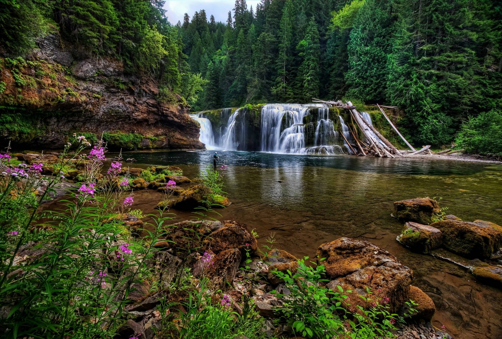 piedras cascada río washington bosque flores río lewis