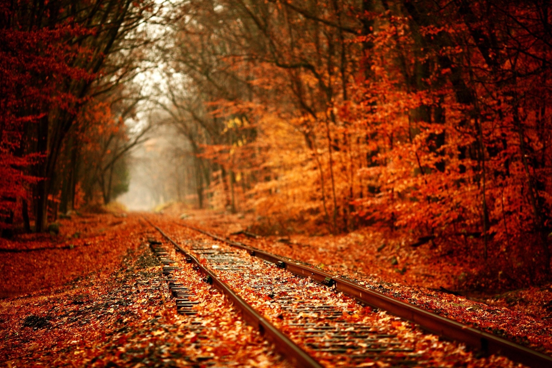 chemin de fer feuillage tilleul automne rouge nature