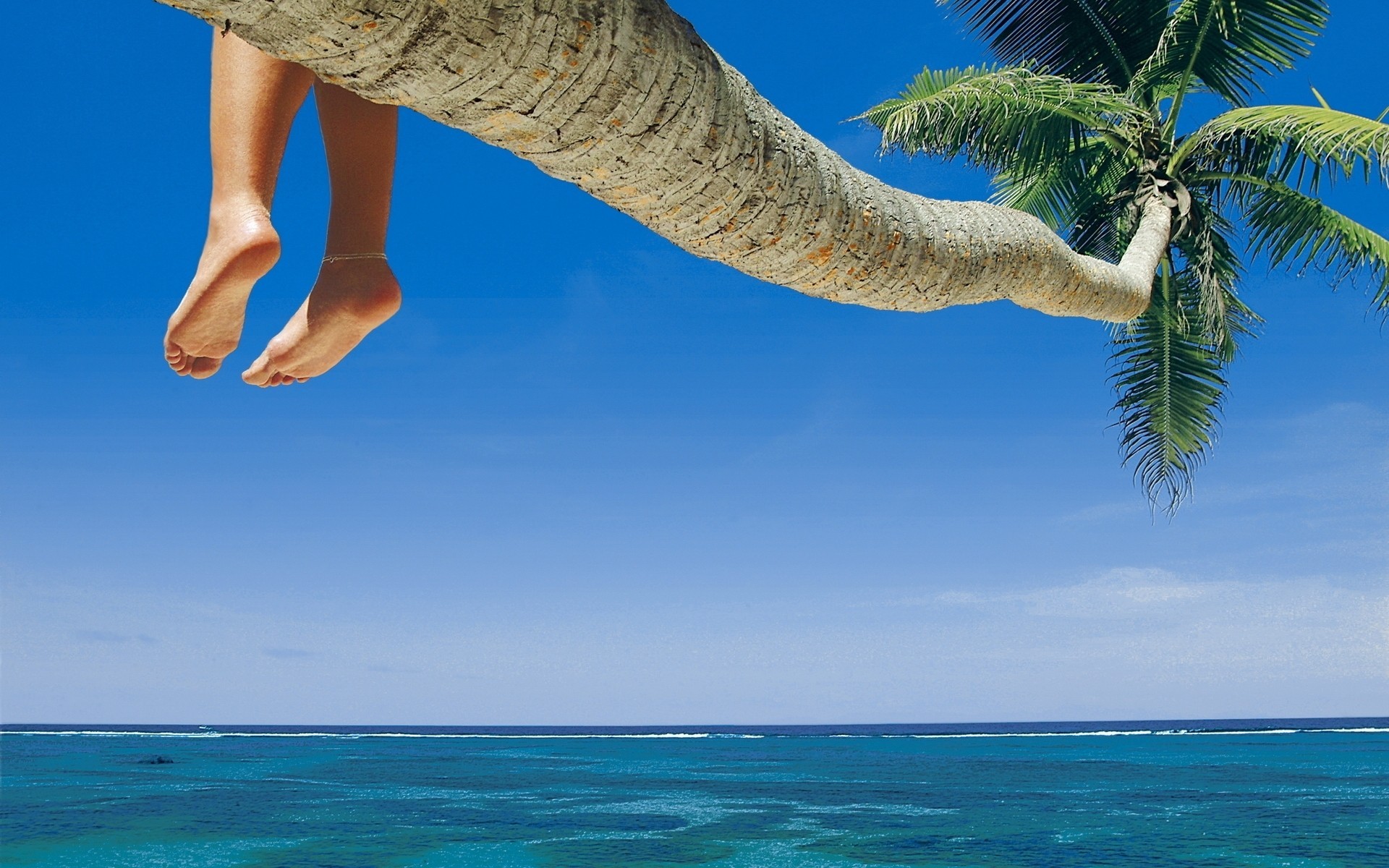 spiaggia palme estate sole cielo mare paesaggio orizzonte