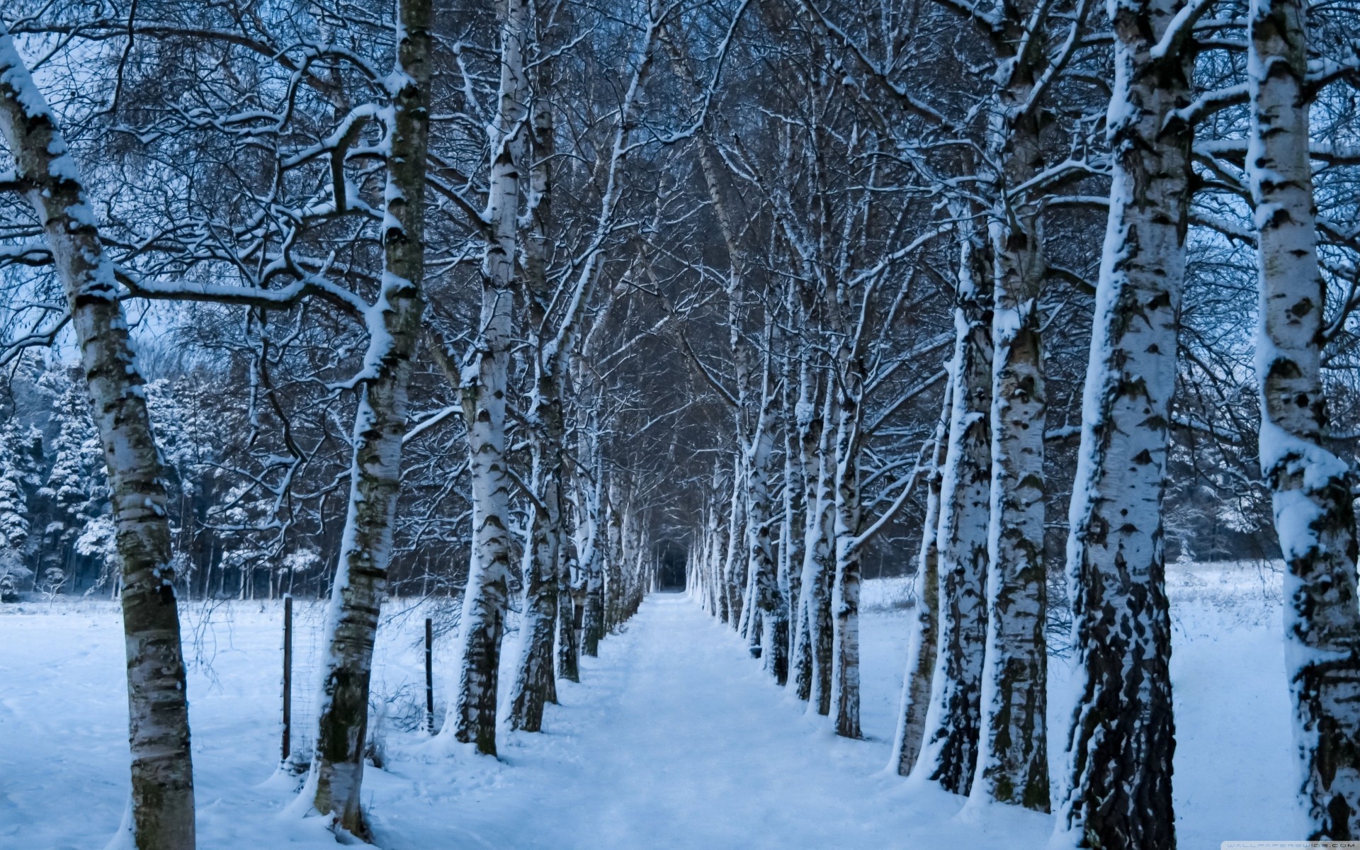 invierno callejón palmeras abedul