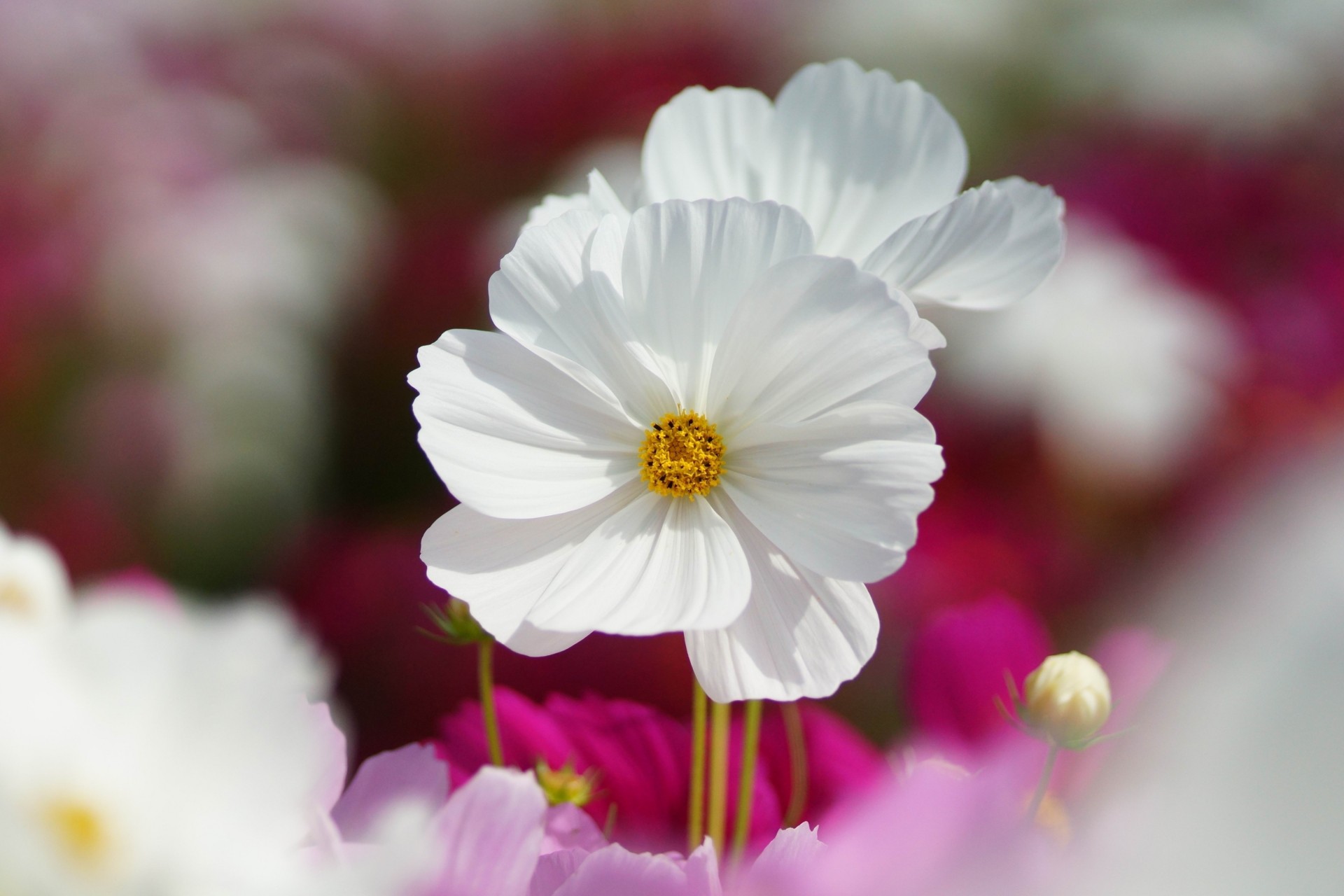 boîte fleurs rose gros plan blanc