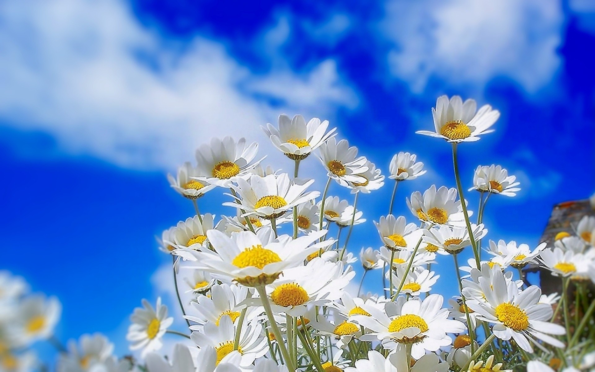 marguerites plante fleurs