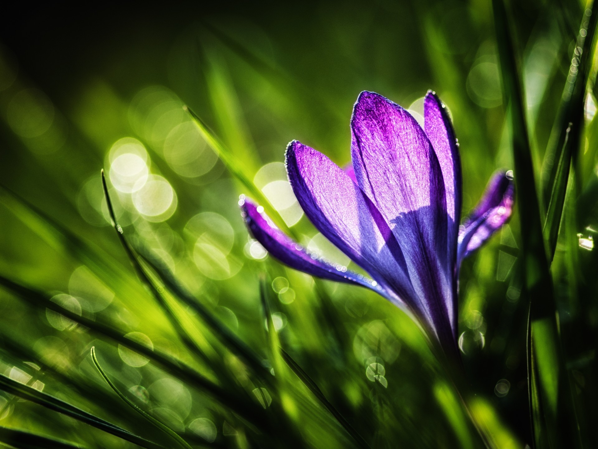 flor naturaleza luz hierba azafrán sol púrpura primavera