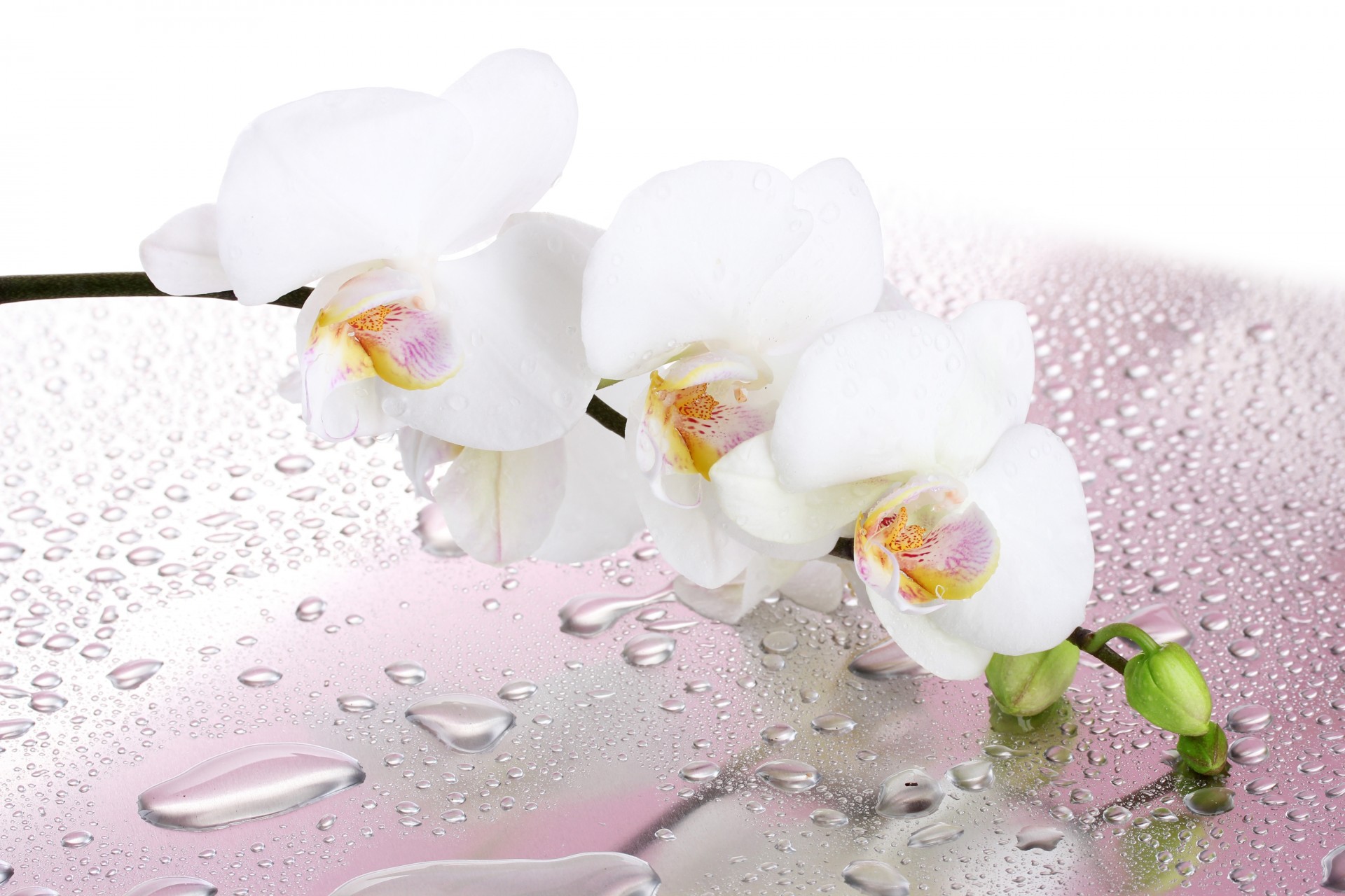 fiore cade acqua bianco ramoscello orchidea petali