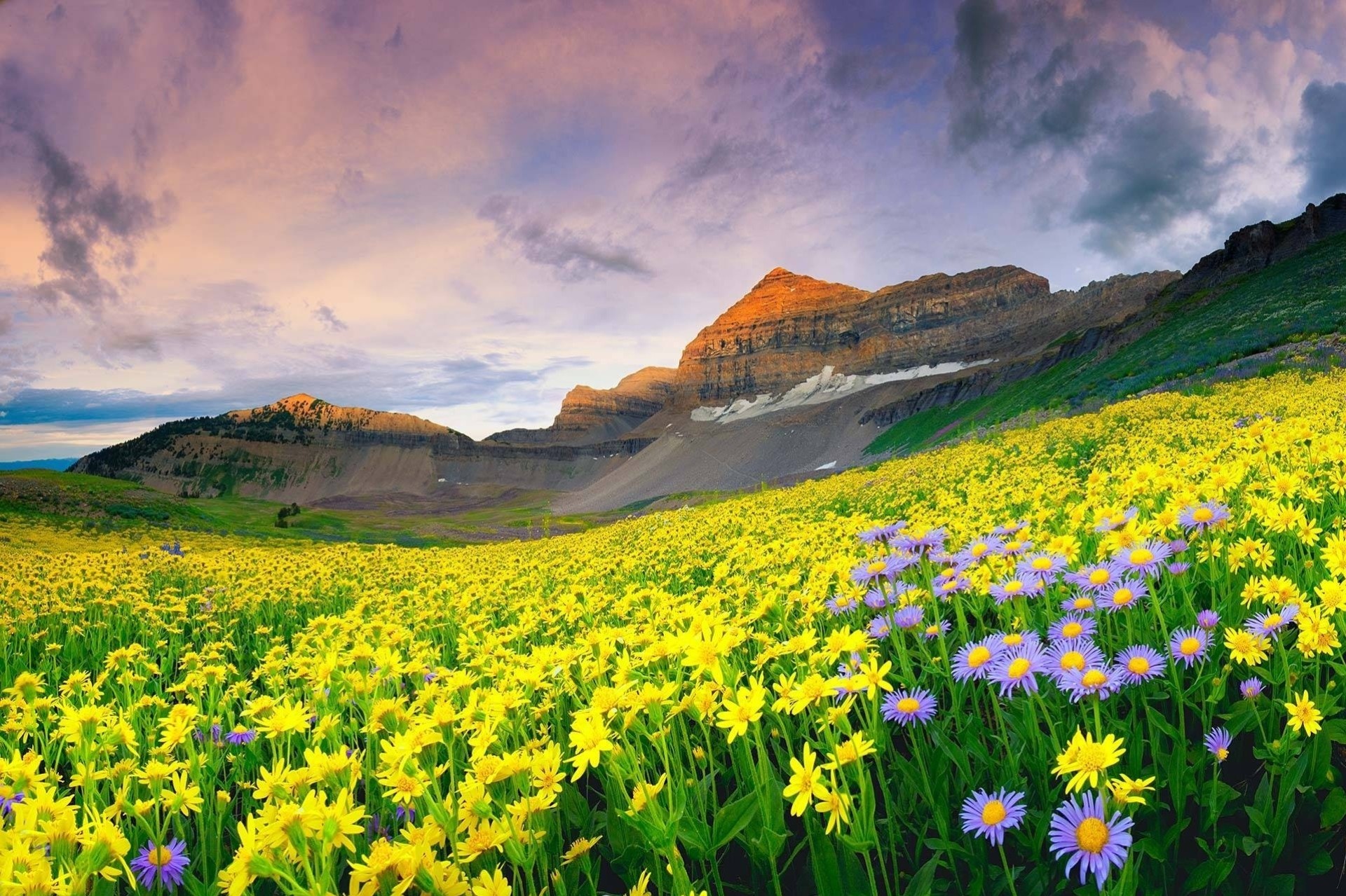 campo montagne paesaggio fiori