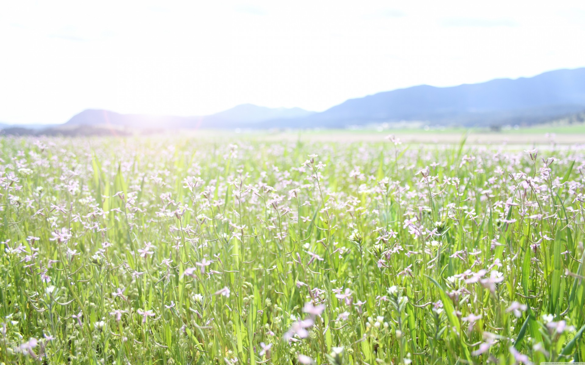 pring nature landscape flower the field