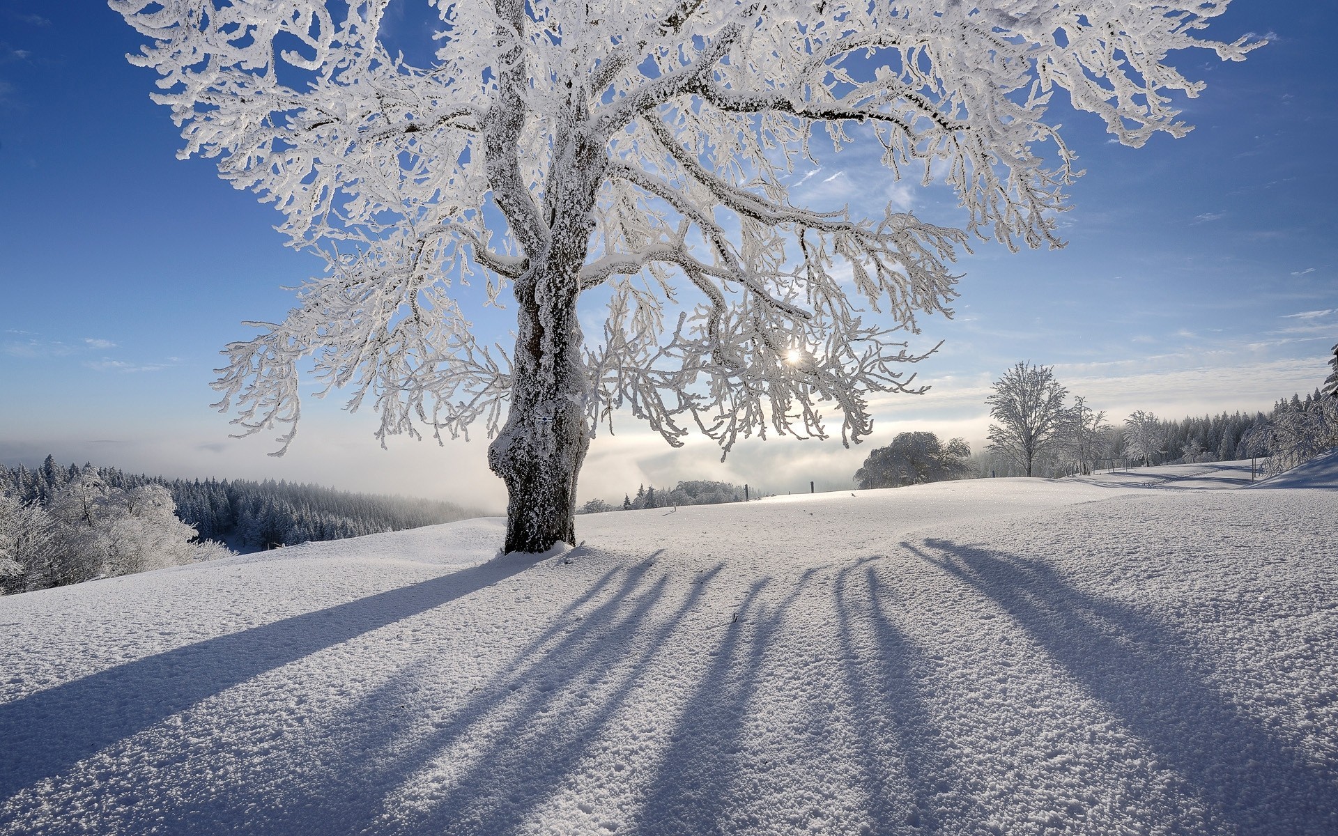 frost tree sky snow winter landscape