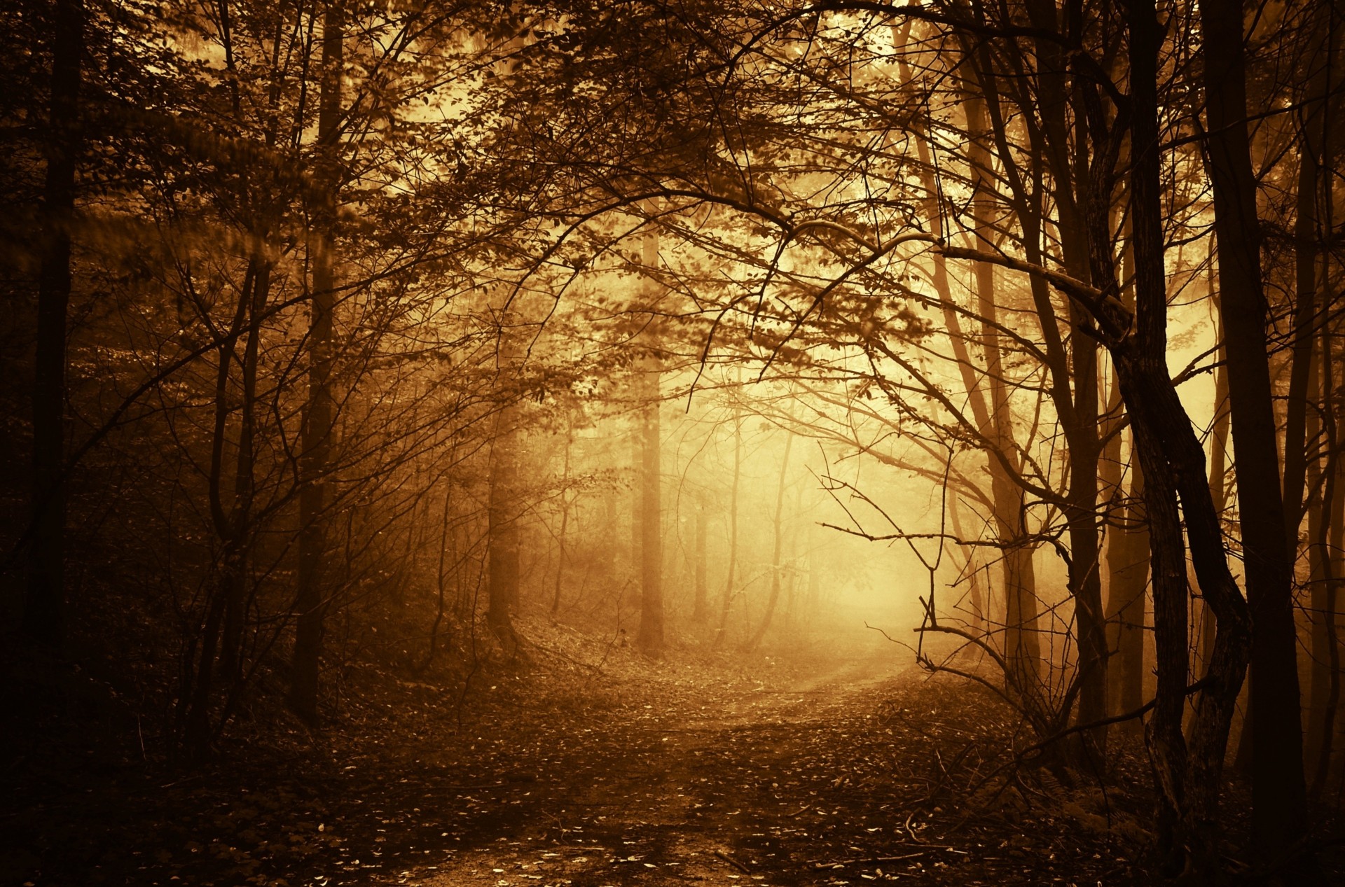 path tree fog forest road branches autumn