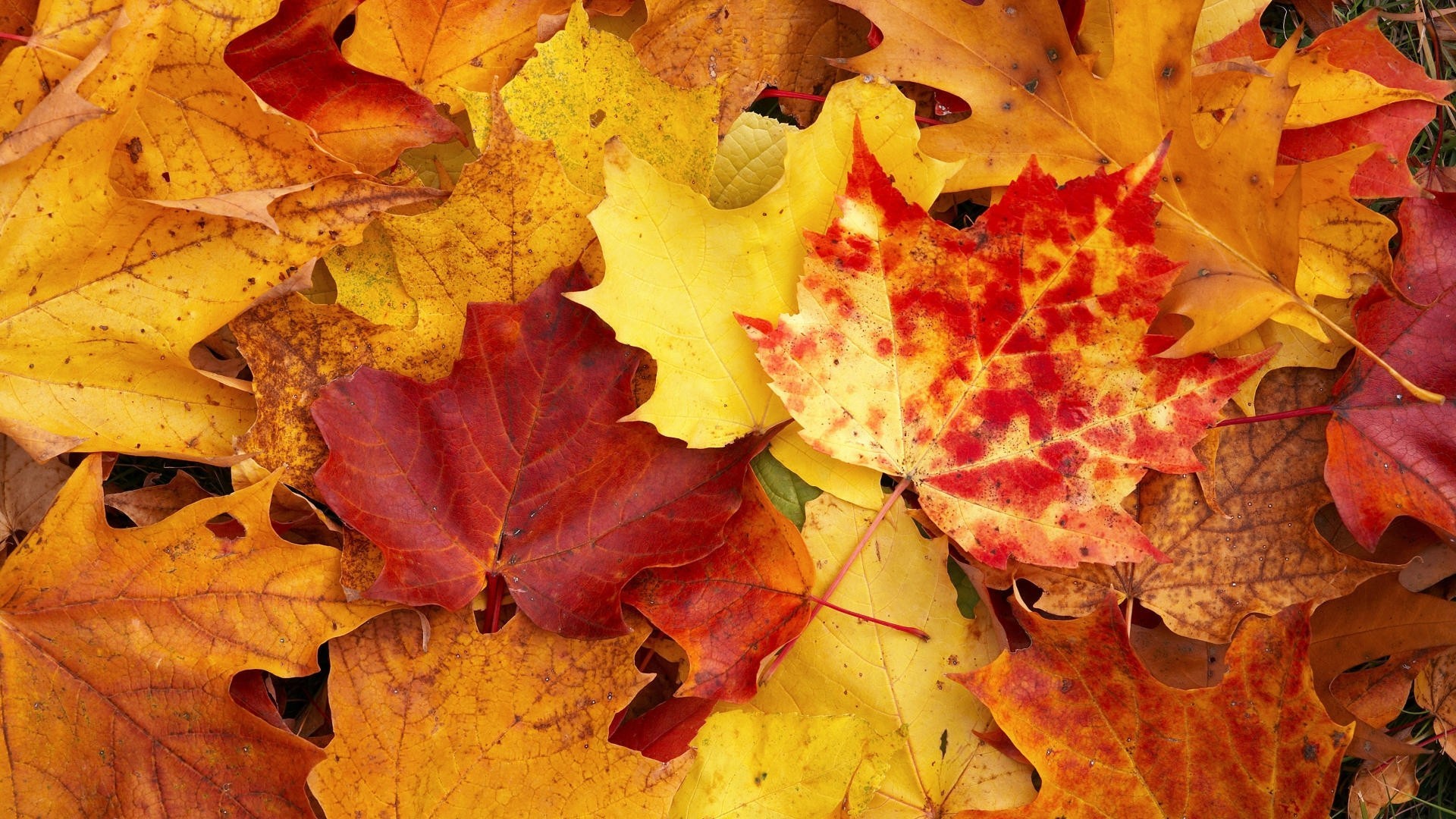 automne feuilles jaune