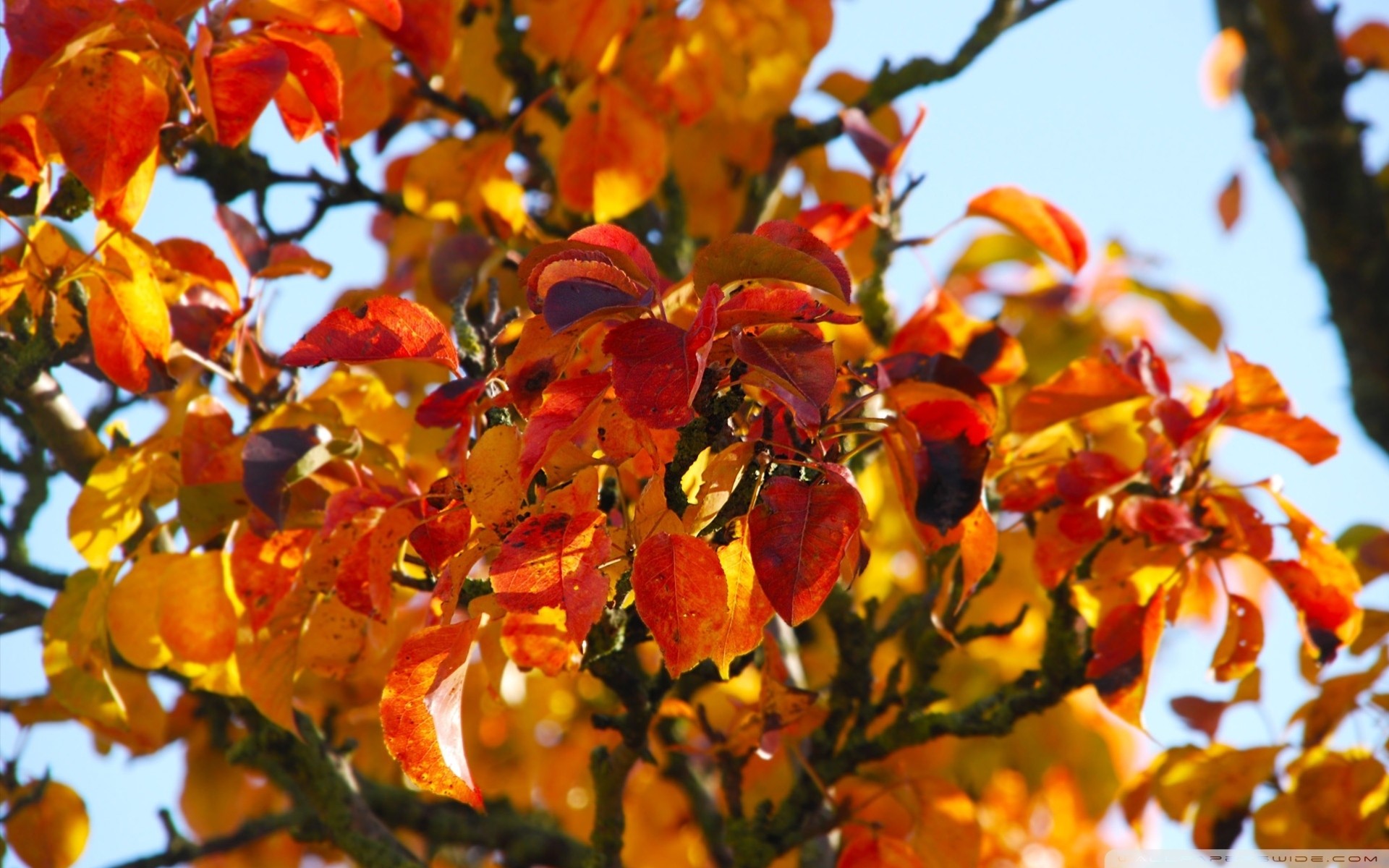 natura foglia albero autunno stagione colori autunnali