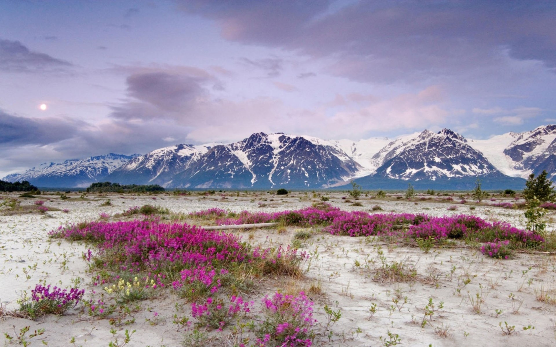 montagne paesaggi fiori primavera