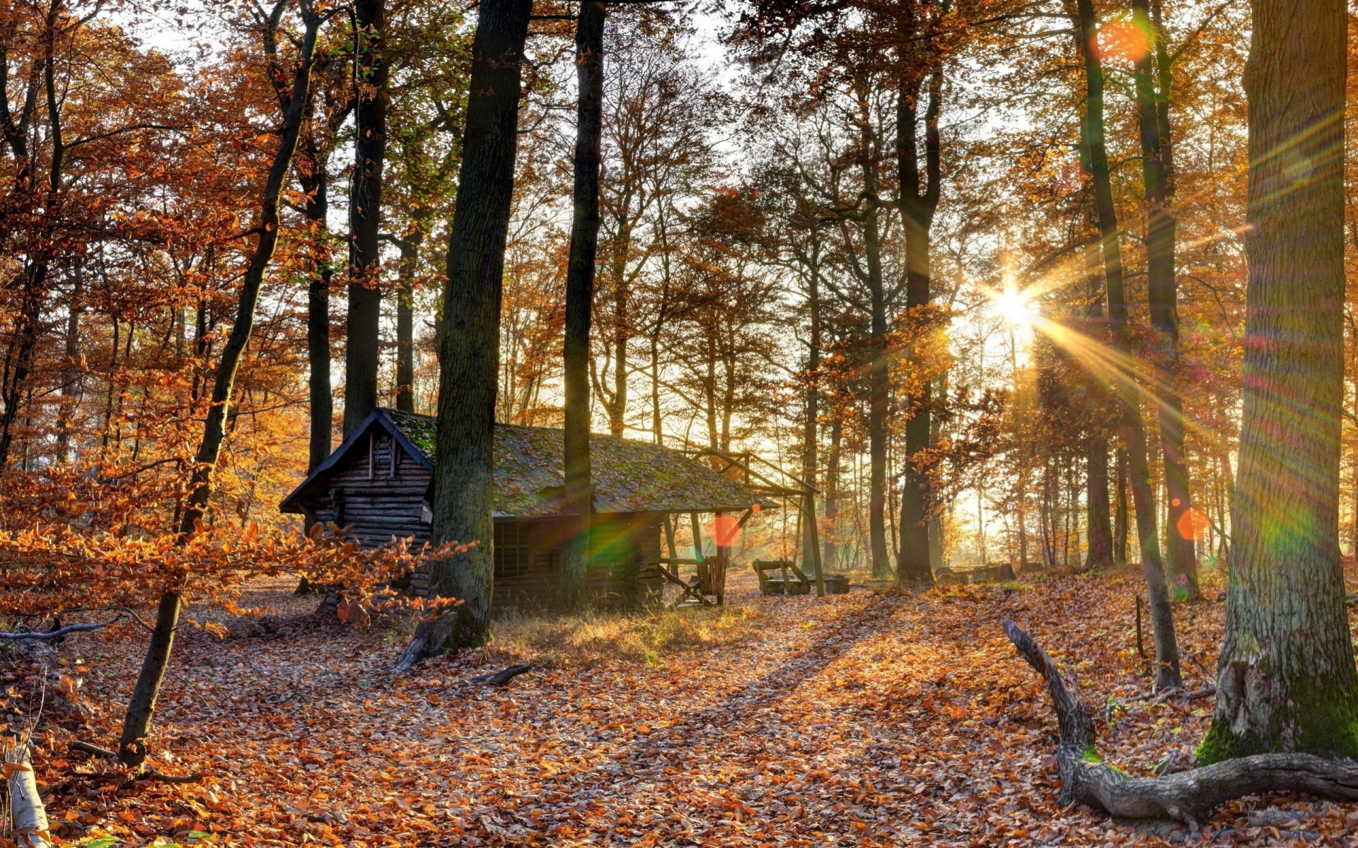 árboles bosque casa caída de hojas otoño luz octubre