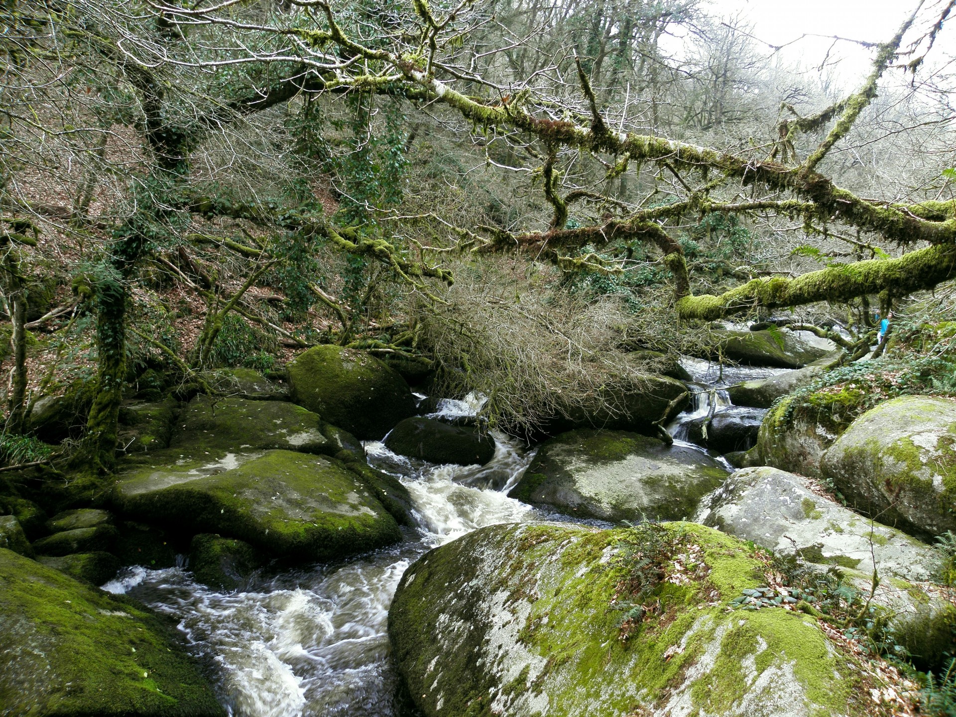 tones nature forest river on