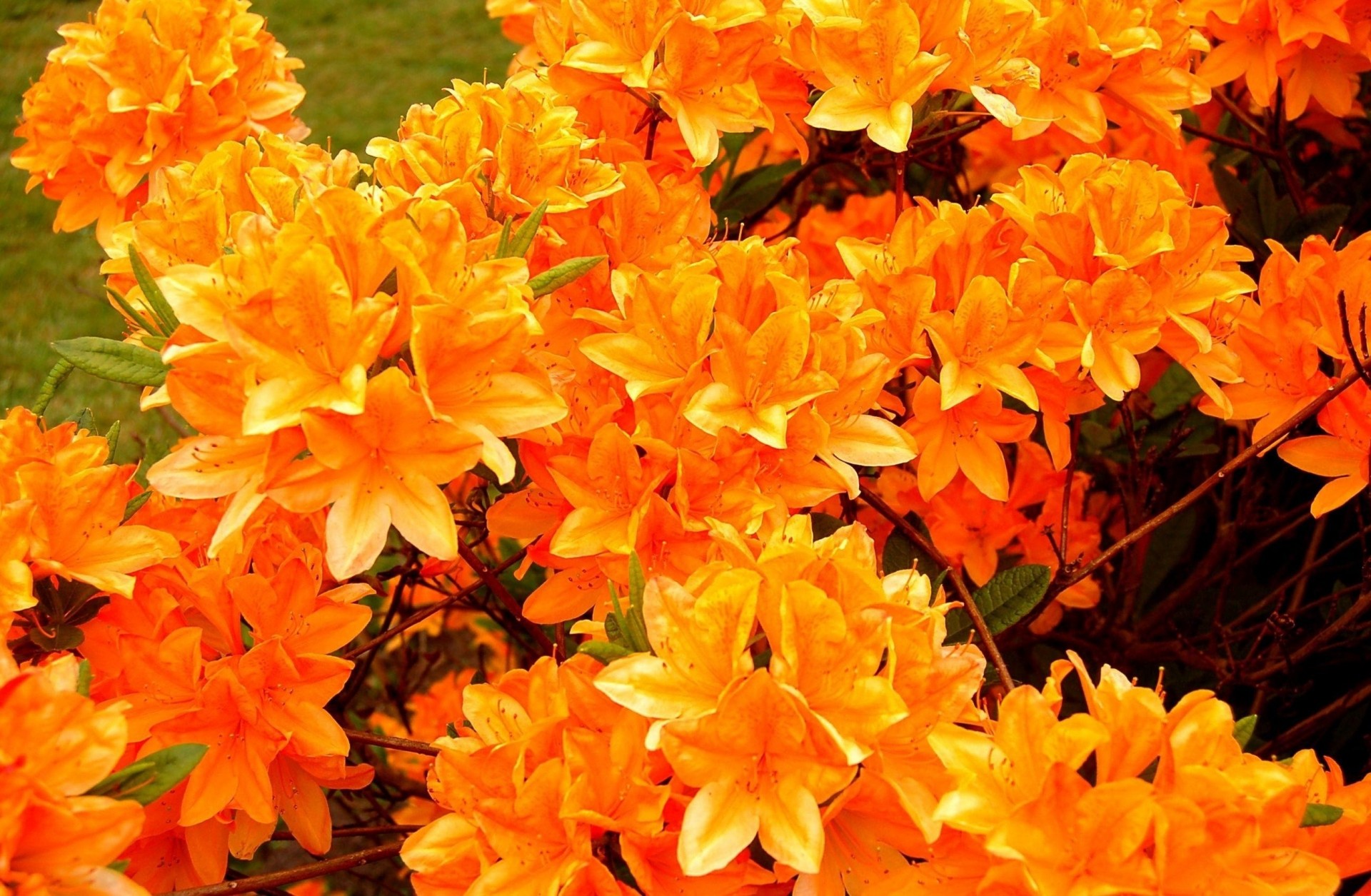 brillante azalea naranja floración