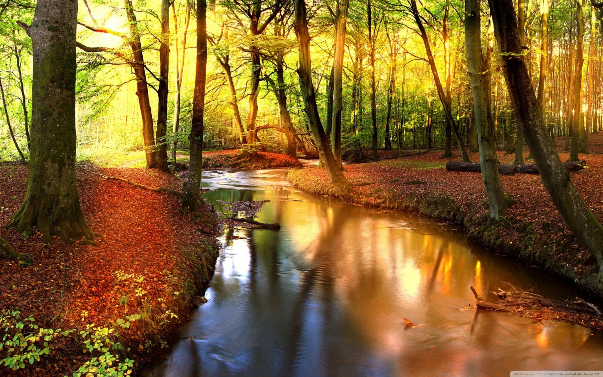 forêt ruisseau paysage automne