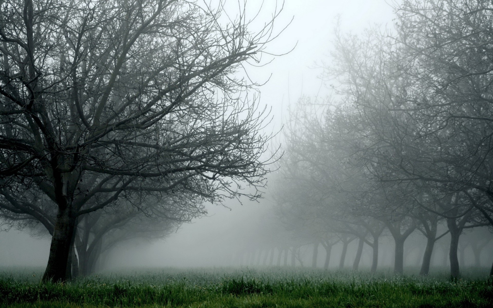 arbres brouillard herbe