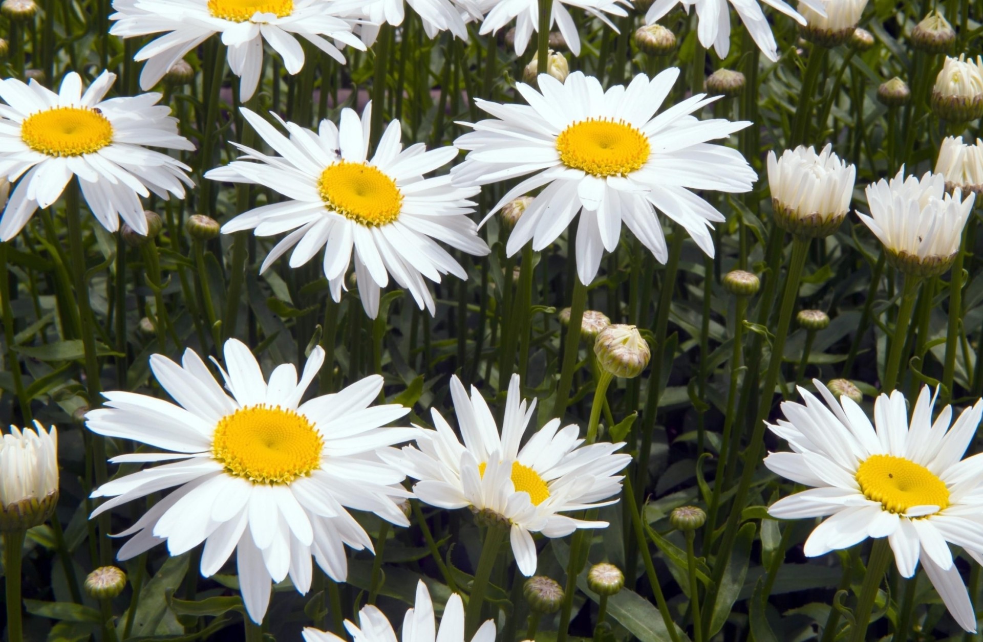 gänseblümchen blumenbeet blumen grün weiß