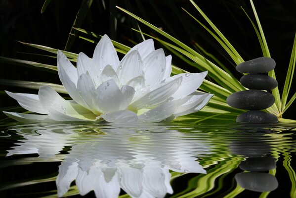 Reflexion der Blumenlinien im Wasser