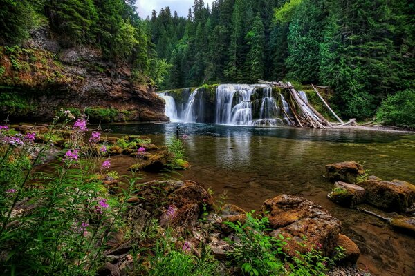 Blooming shores of a forest waterfall