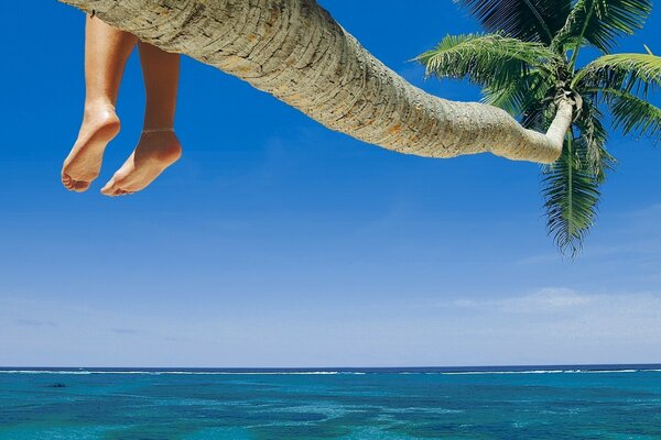 Летом пальма на фоне моря
