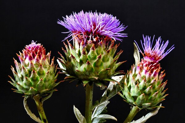 Ganchos de floración con flores púrpuras