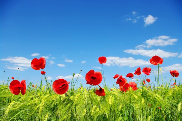 Green and red poppies on a blue sky background