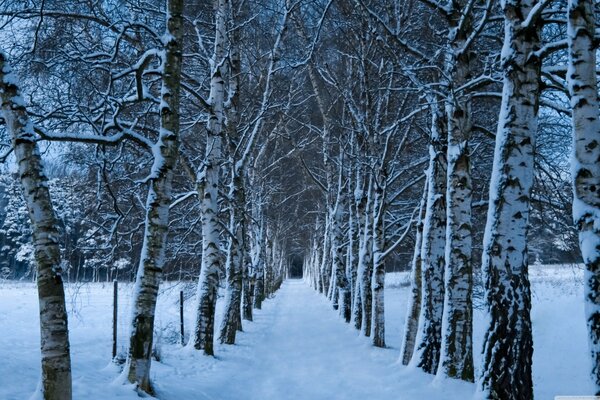 Avenida de abedul en invierno, carretera