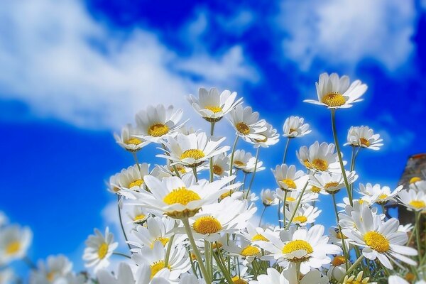 Daisies on a blue sky background