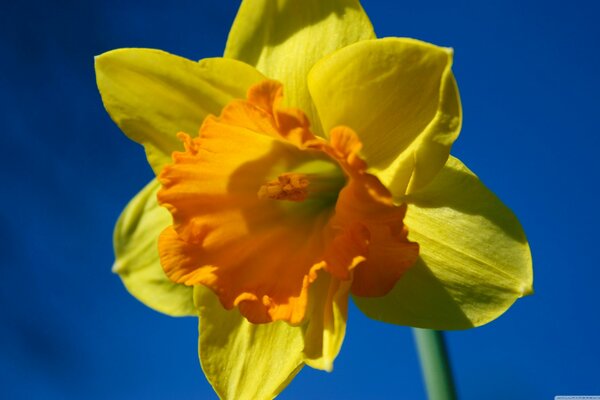 Bright yellow narcissus on a blue sky background