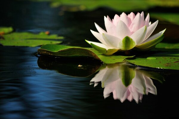 Reflection of a lily flower in water