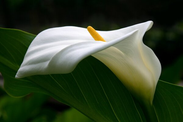 Hermosas curvas de la flor de calla