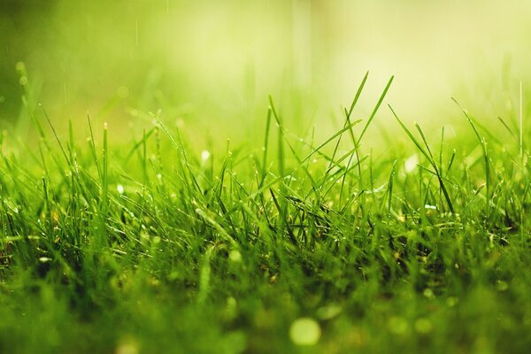 Летняя трава так зелена и свежа