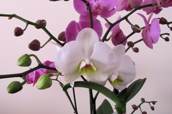 Zweig der Orchideenblüten hundert verschiedene Arten gepflanzt